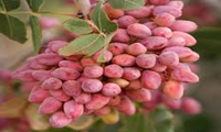 هم‌افزایی نهادی برای ارتقای کیفیت پسته صادراتی به اتحادیه اروپا